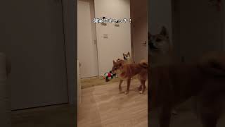 上手なくるみちゃんと〇〇なこむぎ君　#shorts 　#柴犬 　#shiba　#こむぎ