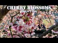 LOHAS PARK | CHERRY BLOSSOMS | TAIPEI CITY |EVA SABELA 2021_010