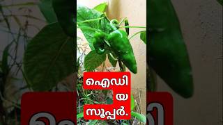 പച്ചമുളക് തഴച്ചുവളരാൻ #pachamulaku  #vkdasvlogs #krishivarthakal