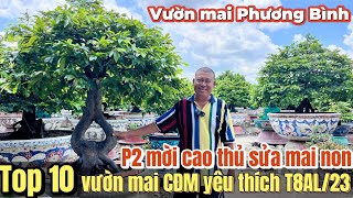 Vườn mai Phương Bình Top 10 vườn mai CĐM yêu thích nhất T8AL/23 P2 - Mai non chỉ bán chứ chưa chơi