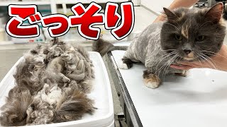 【もふもふ】猫の冬毛をごっそり刈りとる！Vol.53