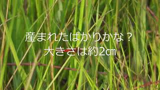 ヒイゴ池湿地で自然観察　ハッチョウトンボと昆虫たち