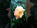 rose flower गुलाब का फूल ଗୋଲାପ ଫୁଲ