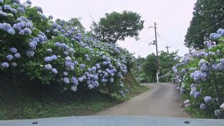 千葉県大多喜町 麻綿原高原のあじさい