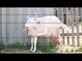 white horned goat with a milk udder scratches its head with a hoof