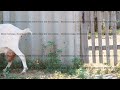 white horned goat with a milk udder scratches its head with a hoof