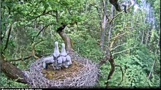 08/06/2015  13:48  Brave storklets against raven