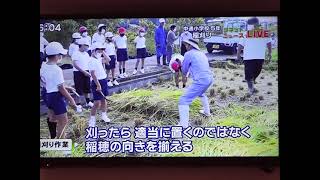 中通小学校稲刈り