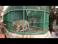 trivandrum zoo kerala tiger തിരുവനന്തപുരം zoo ലെ ഏറ്റവും വലിയ kaduvq