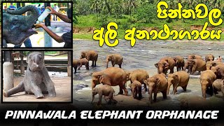 Pinnawala Elephant Orphanage(පින්නවල අලි අනාථාගාරය සහ සත්වෝද්‍යානය) | Cute Baby Elephant