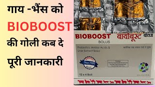 Bioboost bolus detail information when to give cows and buffalo