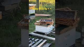 Left Overs!! #🐝🐝 #buzz #bees #queenbee #shorts #subscribe #honey #alberta #nectar