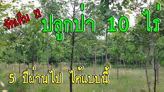 ปลูกป่าจัดเต็ม 10 ไร่ สร้างป่าผืนใหม่ให้โลก  เห็นป่านี้แล้วชื่นใจที่สุด