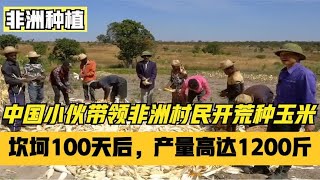 小伙带领非洲村民开荒600亩种玉米，坎坷100天后，产量高达1200斤