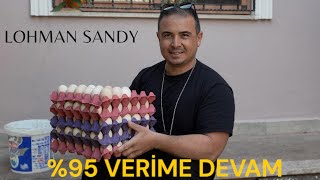 BU IRK BAMBAŞKA /LOHMAN SANDY TAVUKLARIMIZDAN %95 VERİME DEVAM..