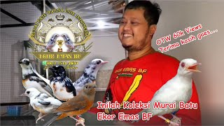 Inilah Murai Batu Warna Unik Koleksi Ekor Emas BF| Panda, Blorok Ekstrim, Ekor Panjang dan Cremino