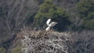 鳴門コウノトリ 2024/03/10 撮影 成長記録 徳島県鳴門市