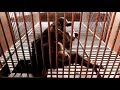 곰 보금자리 프로젝트 정형행동이 심한 사육곰들의 모습 stereotypic behaviours of bears in the bear bile farm