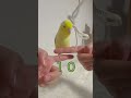 マメルリハインコと指階段👉🦜 bird parrot pacificparrotlet インコ マメルリハ 鳥 手のり 鳴き声