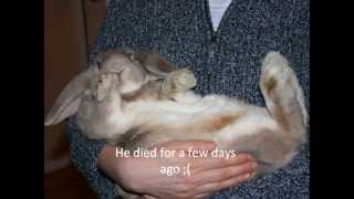 R.I.P BUNNY