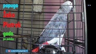 Papuga Żako Piotrek mówi po polsku | Gray Parrot speaks