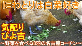 白菜を食べるニワトリ～放し飼い名古屋コーチンの雌鶏とボス雄鶏候補は野菜が好物～