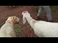 bakra eid vlog llchamrajpet ground ll bangalore ll bakra eid vlog ll 2024 ll subscribe vlog