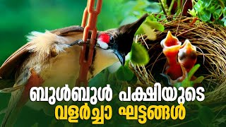 മുട്ട വിരിഞ്ഞത് മുതൽ പറക്കമുറ്റുന്നത് വരെ; ബുൾ ബുൾ പക്ഷിയുടെ വളർച്ചാഘട്ടം ക്യാമറയിൽ