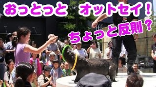 【ReNewal】おっとっとのオットセイショー アクアパーク品川 Fur Seal Show