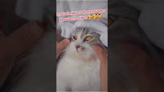 Massage chat #chat #cat #massage