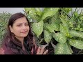 dieffenbachia plant care all about dumb cane हवा शुद्ध करने वाले डिफनबेकिया पौधे की पूरी जानकारी