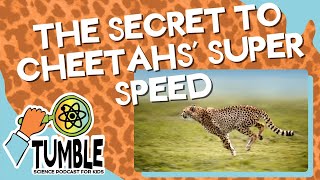 The Secret to Cheetahs’ Super Speed - Tumble Science Podcast for Kids