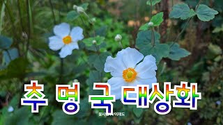 가을길 피는 꽃 추 명 국 (대상화)가을모란  꽃말은 시들어 가는 사랑  인내 입니다 원산지 중국 입니다