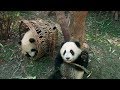 'Pandas' Trailer 