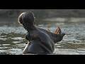 NEW Safari Adventure: Wild Zambia • Daily Dose of Nature