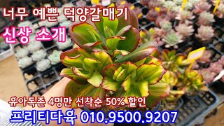 오늘은 금요일! 프리티다육 신상 소개 *010.9500.9207* 설레일 준비하세요! *유료광고포함*