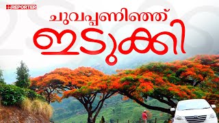 സഞ്ചാരികള്‍ക്ക് അത്ഭുത കാഴ്ച; കടും ചുവപ്പണിഞ്ഞ്  പൂവാക മരങ്ങള്‍, ഇടുക്കിയില്‍ ഗുല്‍മോഹര്‍ പൂക്കാലം