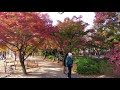 京都の紅葉「梅小路公園」（2021年11月26日　京都市下京区 autumn leaves in kyoto umekoji garden）