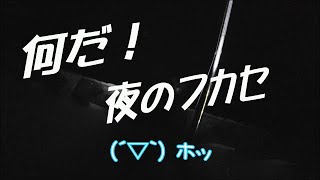 2021年2月　名港夜釣り　電気ウキで年無しクロダイ！