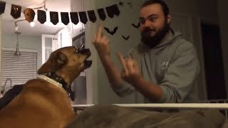 Dog Really Hates Middle Finger Compilation 2017 👍