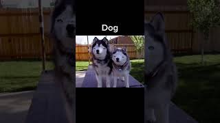 Animals With Down Syndrome🐯🐶🐱🐬
