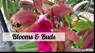 Collection update: Blooms \u0026 Buds