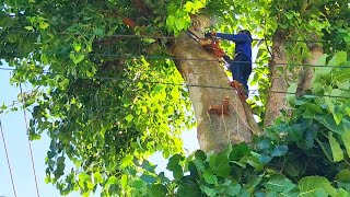 Cưa cây Bồ Đề siêu khổng lồ siêu dây điện / Sawing a super giant Bodhi tree | P.1 | T771