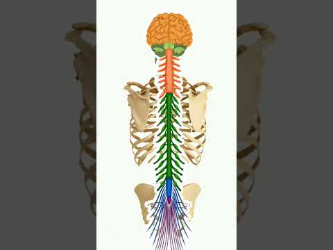 Axial human skeleton #biology #anatomy #human #educationbiologyguide1to12