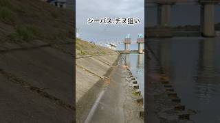 【さいたま釣り】荒川秋ヶ瀬取水堰シーバス