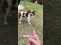 ドッグランだけどドッグランしないキャバリアキングチャールズスパニエルさん興奮状態 犬 cavalier dog