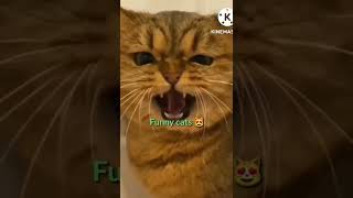 #hhhhhhhhh v funny cats 😻💟💟💟😻💗💗💝😾 #catslover