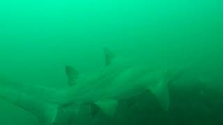 Grey Nurse Shark at Merimbula wharf by Rick Carey