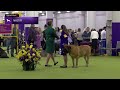 mastiff breed judging 2025