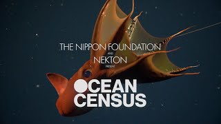 Ocean Census EXPLAINER film